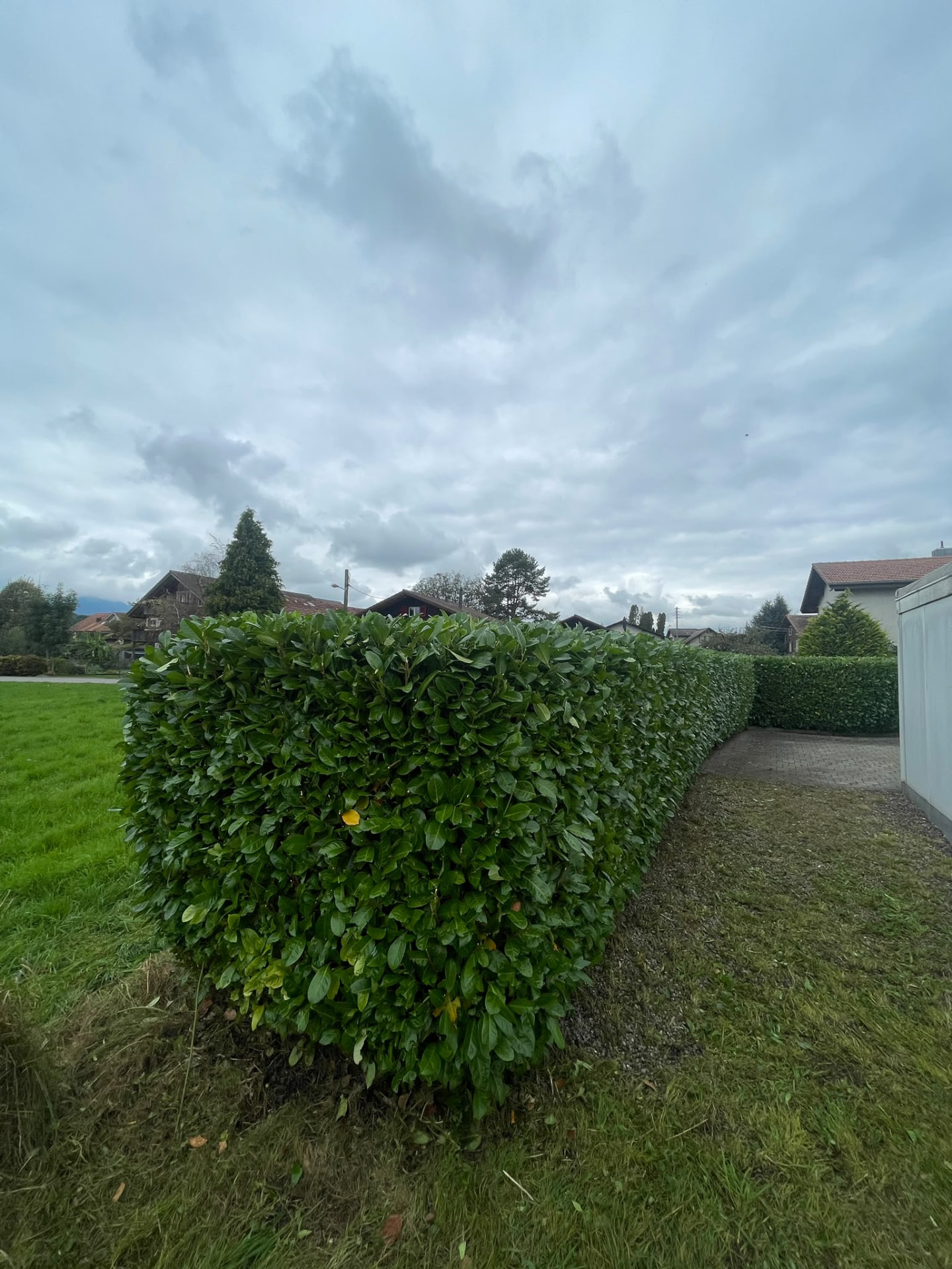 Formschnitt einer Lorbeerhecke