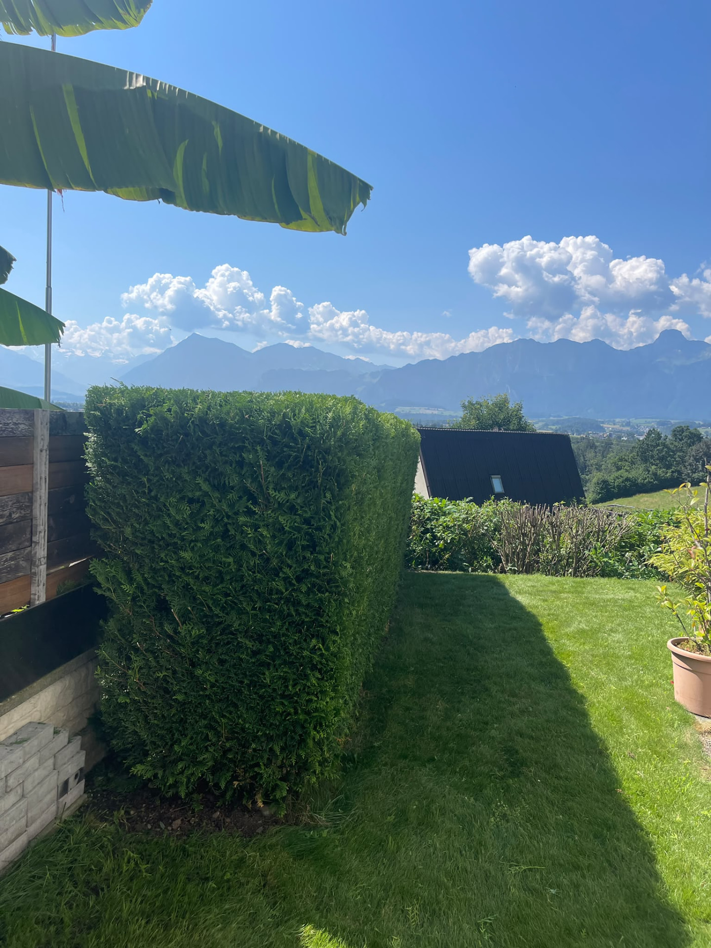 Frisch geschnittene Hecke mit Bergpanorama